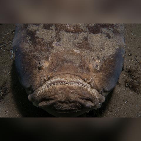 E32012独家首曝：《武装突袭3》直升机潜水试玩，极致体验震撼来袭！