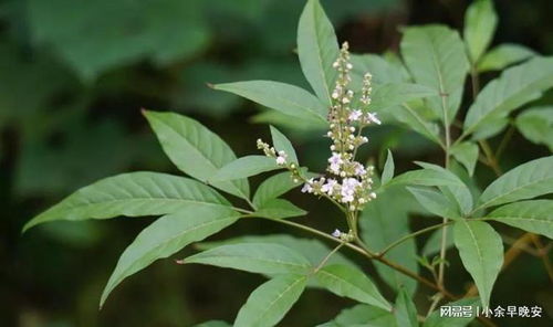 《原神》白术挂草增伤解析：抽她，你的队伍将大不同！