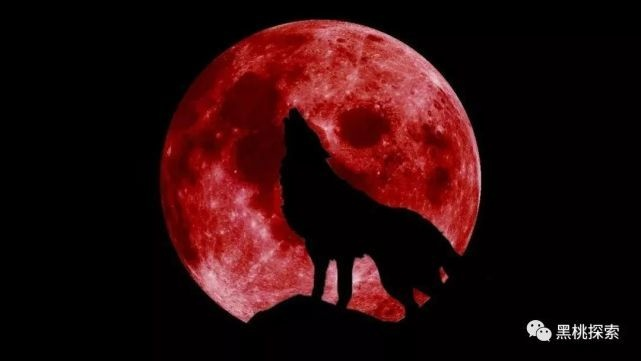 血月圣殿奇遇记:探寻野狼毒标本神秘踪迹 血月圣殿奇遇记:探寻野狼毒标本神秘踪迹