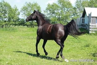 《天国拯救》马匹速度耐力深度解析，揭秘全新骑乘体验