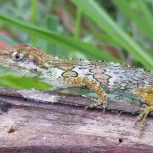 《匹诺曹升级秘籍：必点器官改造技能推荐》