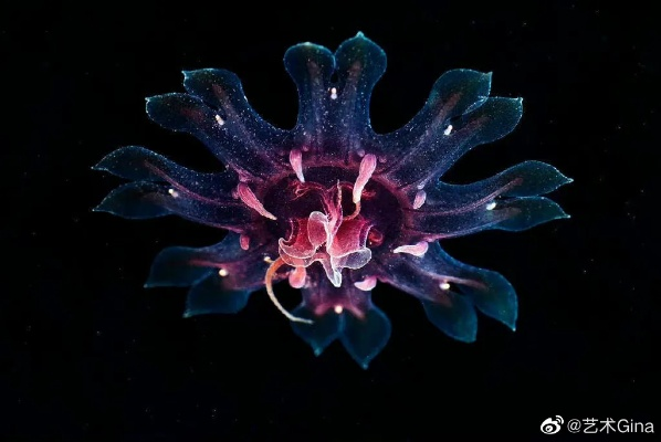 《星空海洋生物速扫攻略,轻松解锁稀有生物》 《星空海洋生物速扫攻略,轻松解锁稀有生物》