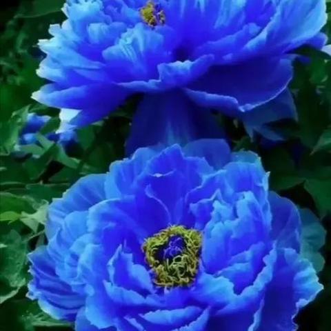 《极品飞车20》车辆盛宴:独家揭秘全车系豪华一览 《极品飞车20》车辆盛宴:独家揭秘全车系豪华一览