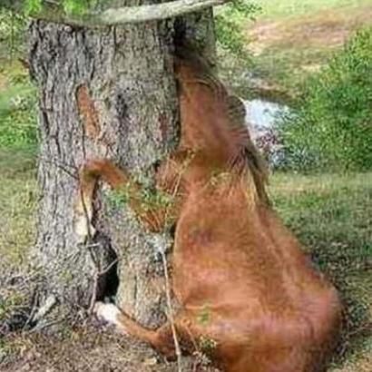 食人柳真能秒T？3个冷门机制让你在开放世界副本里反杀它！