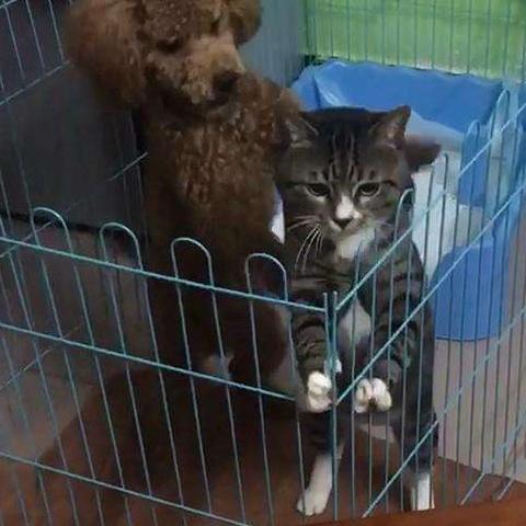 《逃出生天》实机演示：越狱钓鱼两不误，惊险趣味双体验