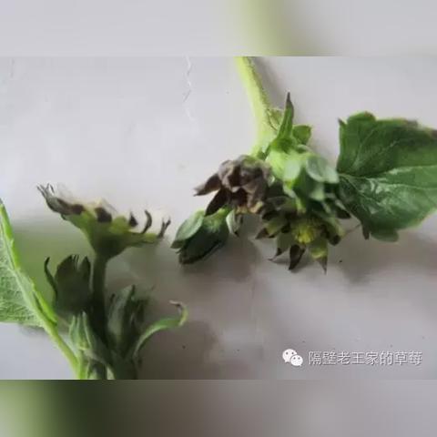 四轮粉碎者技巧解析:高效攻略助你轻松制胜 四轮粉碎者技巧解析:高效攻略助你轻松制胜