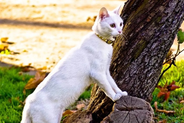 剑星猫咪探秘:十张萌态照片大公开 剑星猫咪探秘:十张萌态照片大公开