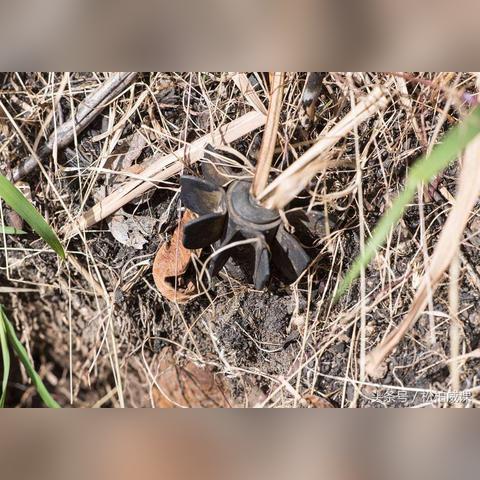 2025版本哪些杀戮武器能碾压全场？3个冷门神装实战解析！