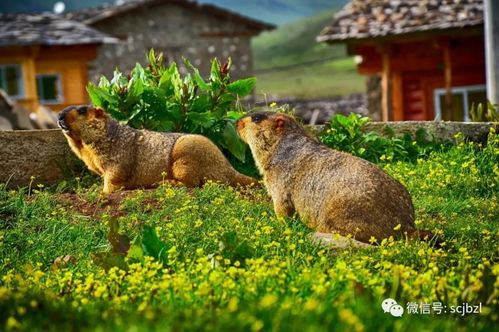 《原神》掠影拾真第三日:深度解析动物行为摄影技巧揭秘 《原神》掠影拾真第三日:深度解析动物行为摄影技巧揭秘