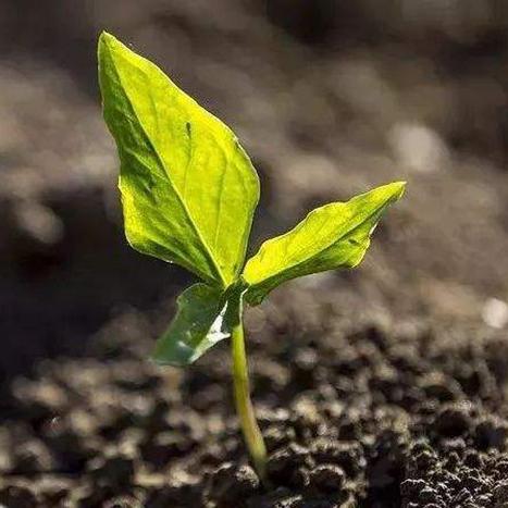 《文明6》深度解析：种田流核心攻略与进阶秘籍揭秘