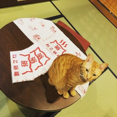 《如龙维新极》洗浴奇遇:探寻神秘脏猫藏身之谜 《如龙维新极》洗浴奇遇:探寻神秘脏猫藏身之谜