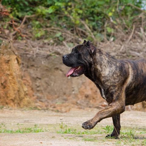 《戒备》西班牙风动作游戏今日发售!独家攻略抢先看 《戒备》西班牙风动作游戏今日发售!独家攻略抢先看