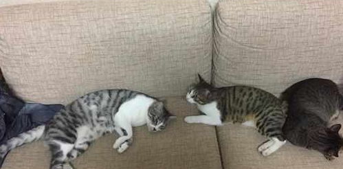 解锁《恋爱吗我家猫会后空翻》全结局秘籍：揭秘猫猫翻飞恋爱攻略