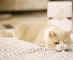 《恋爱猫技高人胆大》购买指南:揭秘会空翻萌宠恋爱秘籍 《恋爱猫技高人胆大》购买指南:揭秘会空翻萌宠恋爱秘籍