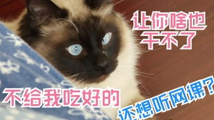 轻松获取《恋爱吗我家猫会后空翻》CDKEY,专业渠道推荐,告别繁琐! 轻松获取《恋爱吗我家猫会后空翻》CDKEY,专业渠道推荐,告别繁琐!