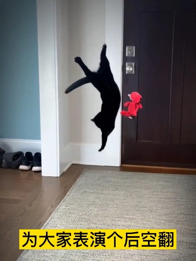 《猫技惊人！揭秘恋爱猫后空翻成就攻略秘籍》