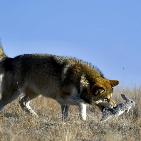 群狼之城战败独狼，Mr.BIG败北秘语揭秘新篇章