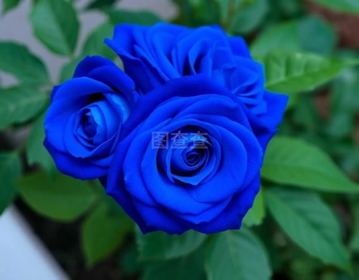 岛橙自交蓝玫瑰技巧大公开，轻松培育新花色！