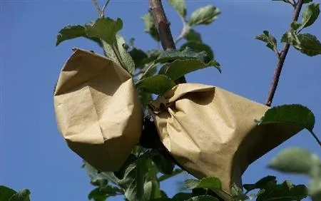 苹果种子获取攻略：揭秘高效获取方法，轻松收获新价值