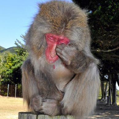 《植物大战僵尸杂交版》57关平民攻略:轻松通关秘籍! 《植物大战僵尸杂交版》57关平民攻略:轻松通关秘籍!