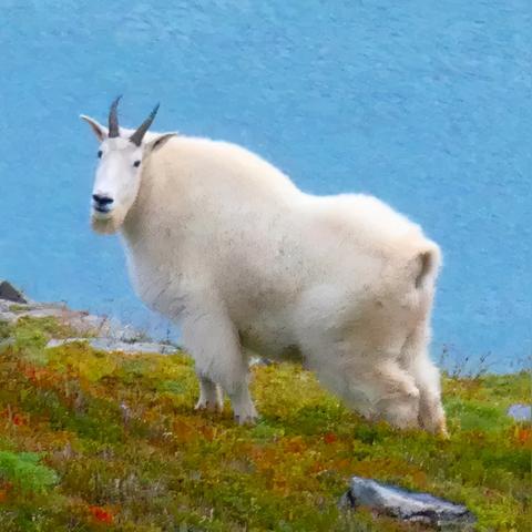 羊羊大世界通关攻略：解锁羊了个羊2月28日全新技巧秘籍