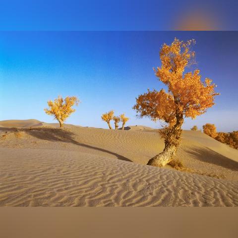 羊羊大世界2月28日通关秘籍，轻松解锁全新挑战攻略！