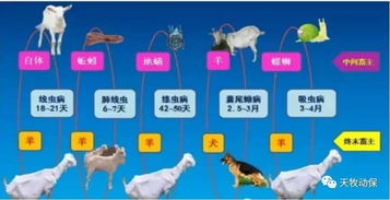 《羊了个羊》10.12话题PK攻略,揭秘高效通关新技巧 《羊了个羊》10.12话题PK攻略,揭秘高效通关新技巧