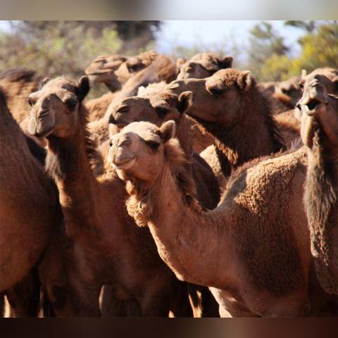 《生化4重制版》全物品速搜攻略,解锁隐藏宝藏新技巧 《生化4重制版》全物品速搜攻略,解锁隐藏宝藏新技巧