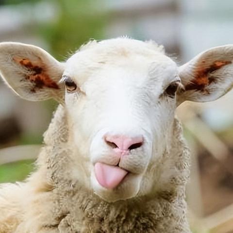 羊羊大世界通关攻略：3月14日独家技巧揭秘，轻松闯关新境界