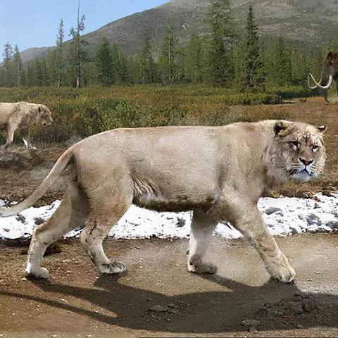 《孤岛惊魂原始杀戮》剑齿虎、美洲豹藏匿秘境曝光 《孤岛惊魂原始杀戮》剑齿虎、美洲豹藏匿秘境曝光