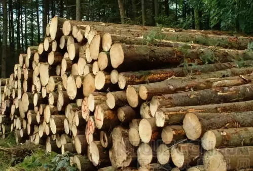 《森林之子》高效刷木头攻略:解锁无限木材新技巧 《森林之子》高效刷木头攻略:解锁无限木材新技巧