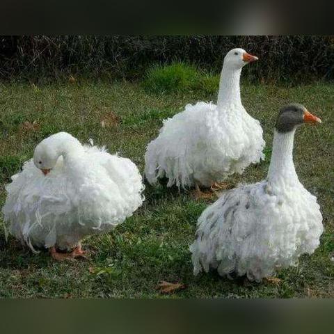 《鹅鸭杀》全角色攻略:深度解析职业玩法技巧 《鹅鸭杀》全角色攻略:深度解析职业玩法技巧