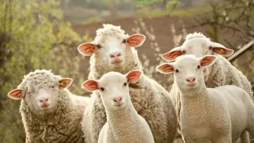 《羊了个羊》1月9日PK攻略：独家技巧助你轻松夺冠