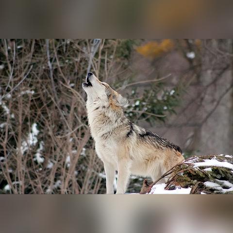 《饿狼传说群狼之城》二测角色超必杀全览!独家揭秘! 《饿狼传说群狼之城》二测角色超必杀全览!独家揭秘!