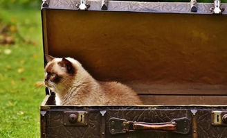 《野狗子》幽鬼家族神秘位置揭秘:裹神龛藏身之谜 《野狗子》幽鬼家族神秘位置揭秘:裹神龛藏身之谜