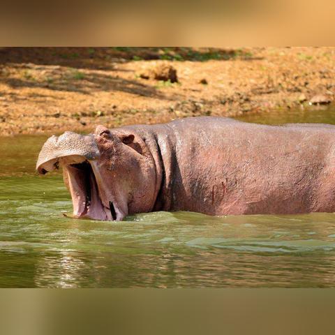 深度解析《鹅鸭杀手游》呆呆鸟玩法技巧，解锁全新游戏价值