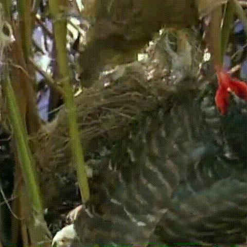 布谷鸟技巧攻略：高效杀手必备玩法解析