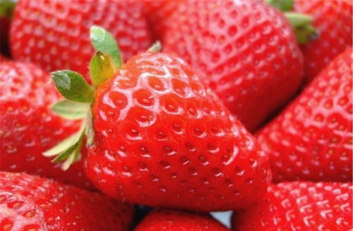 多洛可小镇香菇草莓母本独家获取攻略,揭秘种植秘籍! 多洛可小镇香菇草莓母本独家获取攻略,揭秘种植秘籍!