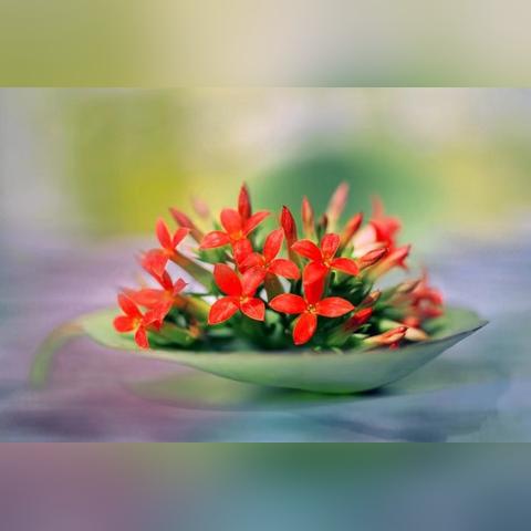 月之四放逐者攻略：荒歌任务全流程解析，高效通关技巧揭秘