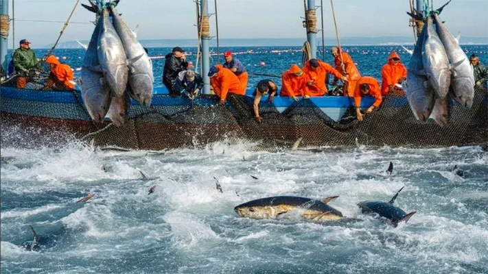 深海鱼珍品捕捉攻略：时价解析与捕捞技巧揭秘