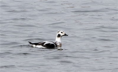食鸟鸭绝技揭秘：高效狩猎新体验