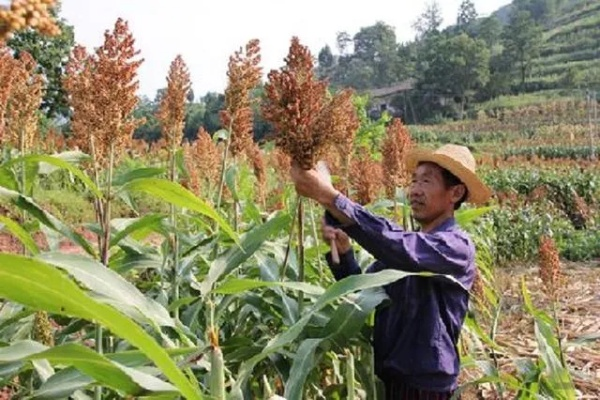 《农场17新技能》揭秘:大米高粱科技种植攻略 《农场17新技能》揭秘:大米高粱科技种植攻略